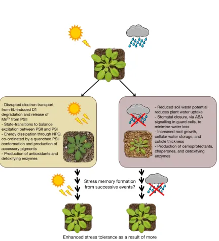 Figure 1.1: Responses to excess-light and drought stressComparison of the physiological adjustments plants must make in response to EL or drought stress.Memory formation against such stresses could facilitate stronger or more rapid responses to promotetolerance and survival.