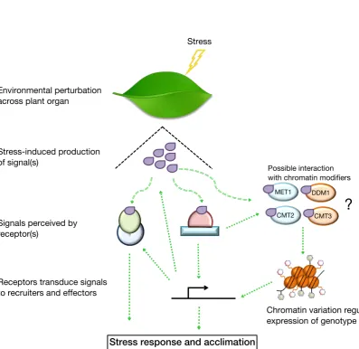 Figure 1.2: Signalling pathways perceive environmental ﬂuctuationsSchematic depiction of a signalling cascade responding to environmental stimuli including abiotic stress.DNA METHYLATION 1 (DDM1)signals, or to intermediate signalling components, to result 