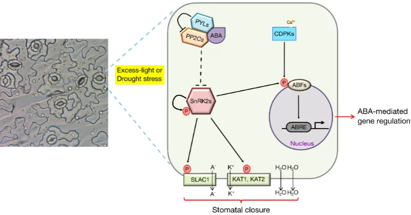 Figure 1.4: ABA signalling in guard cells