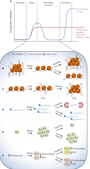 Figure 1.7: Molecular pathways for stress memoryA Theoretical example of memory formation where a strong transcriptional response (blue line) occursupon an initial stress, with a concurrent accumulation of signalling molecules and the release of repressive