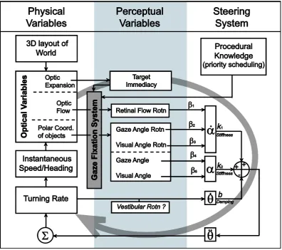 Figure 10. A model of locomotor steering centered on the active gaze fixation system. Gaze fixation is driven by the immediacy of upcoming targets or obstacles and may also be shaped by experience (procedural knowledge of where to look and when)