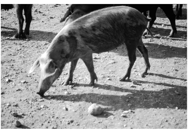 Fig. 16.4. A pig from of the traditional Sardinian breed from the region of Ogliastra(Sardinia) (photo UA 1986)