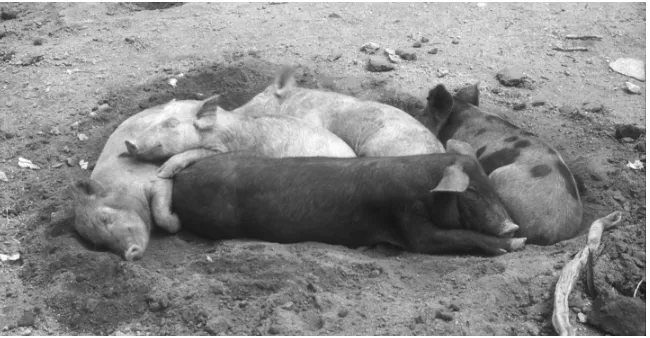 Fig. 16.7. Free-range pigs from Castagniccia (Corsica). Note the very straight snout(photo UA 2000)