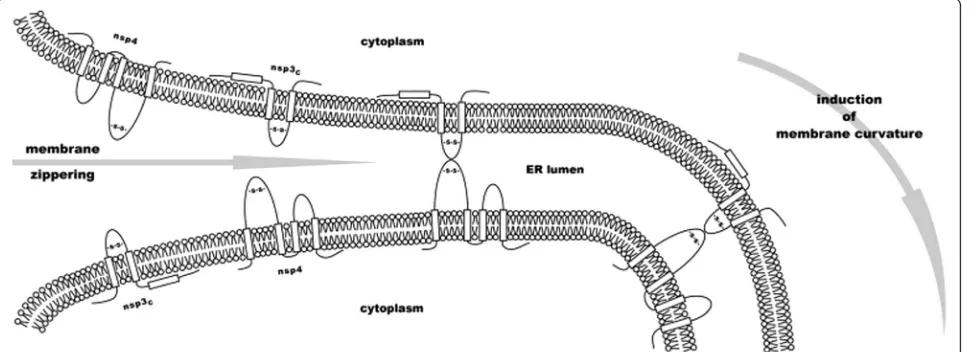 Fig. 4 Model proposed by Hagemeijer, Monastyrska [177] for the induction of ER membrane curvature