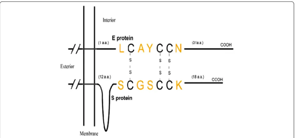 Fig. 2 Predicted interaction between SARS-CoV E and S proteins through disulphide bonds [79]