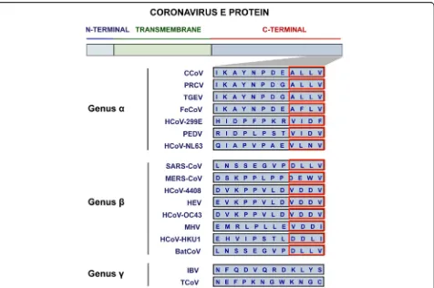 Fig. 3 Partial amino acid sequences of the E protein C-terminus for the different CoV genera