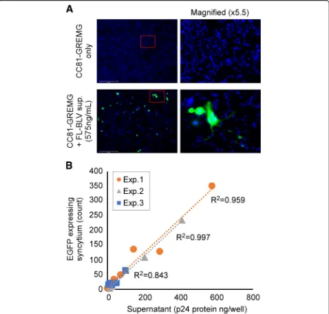 Fig. 3 Quantitative analysis of cell-free infection by LuSIA using CC81-GREMG.supernatant, as determined by BLV p24 capture, and the number of syncytia expressing EGFP when CC81-GREMG cells were cultured with seriallycollected from FLK-BLV cells, which are