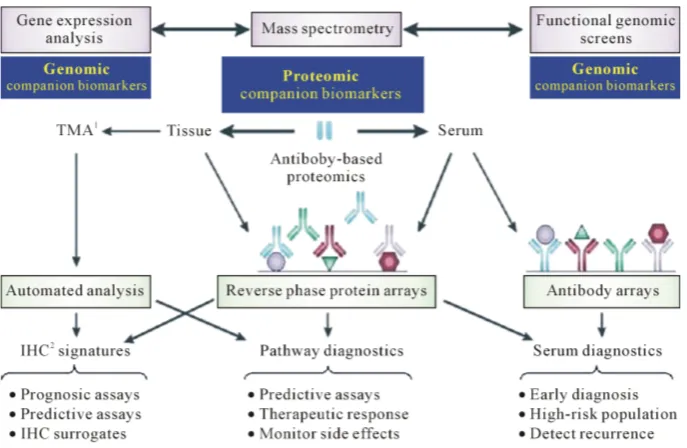 Figure 8. Discovering of proteomic companion biomarkers. IHC1: immunohistochemistry. TMAs2: tissue microarrays