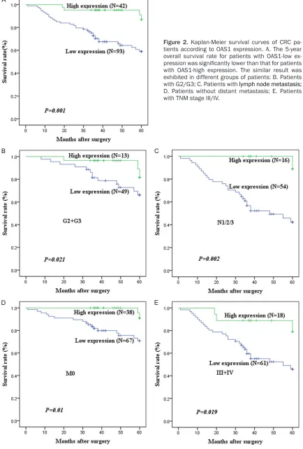 Figure 2. Kaplan-Meier survival curves of CRC pa-tients according to OAS1 expression. A
