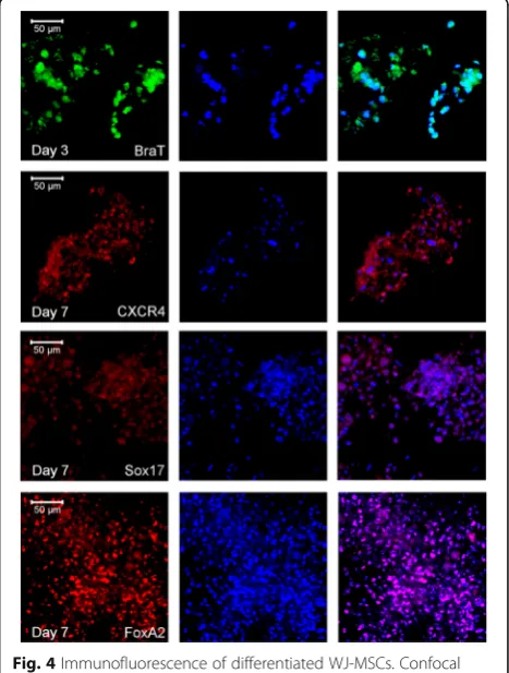 Fig. 4 Immunofluorescence of differentiated WJ-MSCs. Confocallaser representative images for differentiated WJ-MSCs at days 3 and7 as indicated