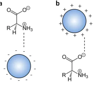 Figure 18.  Electrostatic binding of amino acids to (a) negatively charged and (b) positively charge metal oxide nanoparticle surfaces