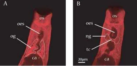 Fig. 2. Sections from a Z-stack of the anterior region ofan adult female schistosome between oral (os) and ventralsucker (not visible), stained with Langeron’s Carmineshowing tissues of interest outlined in white