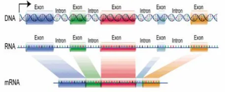Fig 2: Exon/Intron regions for eukaryotic DNA.