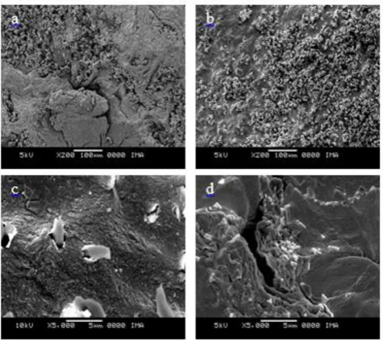 Figure 3: Scanning electron micrographs of the surfaces of dense membranes (a) and porous (b) and cross sections of dense membranes (c) and porous (d), after immersion in SBF for 7 days