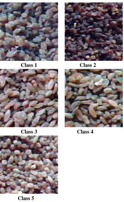 Fig 2: Typical Samples of raisin  