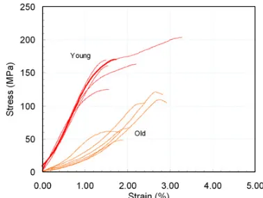 Fig. 4. Comparison of the dynamic stress-strain curves recordedfor the young and old baboons.