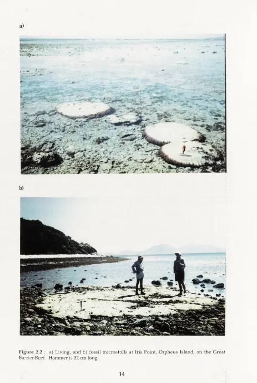 Figure 2.2 : a) Living, and b) fossil microatolls at Iris Point, Orpheus Island, on the Great Barrier Reef