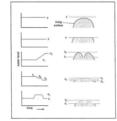 Figure 2.3 : The response of microatolls to different patterns of sea-level change. From Woodroffe and McLean (1990).