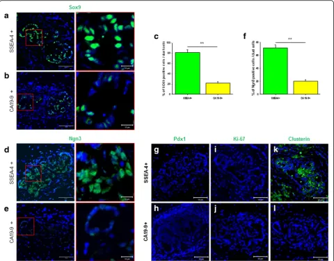 Fig. 6 Expression of Sox9 and Ngn3 in newly formed pancreatic ductal cells.left paneltissues derived from SSEA-4fcells from tissues derived from CA19-9from SSEA-4 a Sox9 expression in the nuclei of newly formed pancreas ductalcells from tissues derived fro