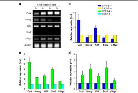 Fig. 4 Relative expression of key transcription factors as markers of ES cells. a Oct4, Nanog, Klf4, Sox2, and c-Myc expression in crude exocrine cellson days 2, 4, 6, and 8 of culture by conventional PCR