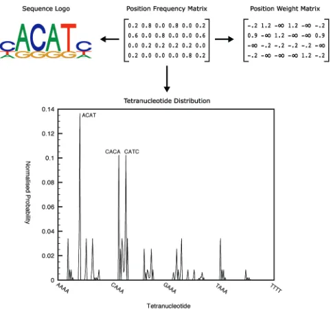 Fig. 1. A DNA motif, equivalent representations, and its tetranucleotidedistribution, giving the sum of probabilities at each offset normalized bymotif length.