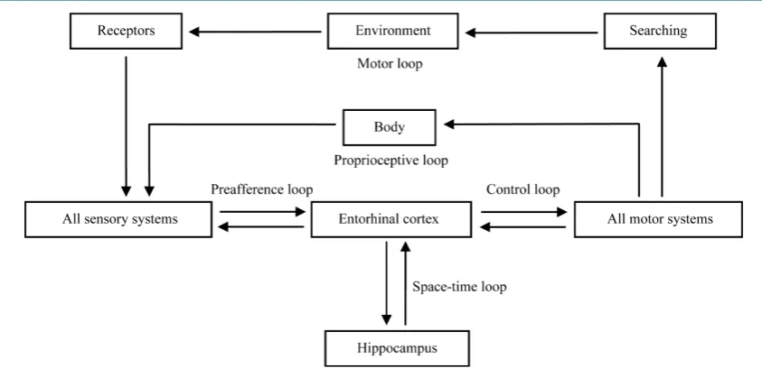 Figure 1. The implementation of intentional behavior by multiple pathways recursive through the brain, body and environment (from Freeman, [42]-[47])