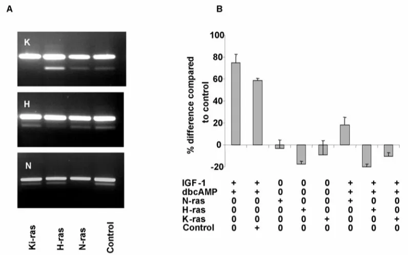 Figure 5. Knock down of ras isoforms blocked the effect of IGF-1 and cAMP on cystic cellproliferation(A) All three major ras isoforms (N-, H-, Ki-) could be detected in normal and cystic cells byRT-PCR (not shown)