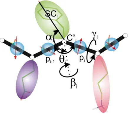 Figure 1. UNRES model of polypeptide chains, with united peptide-groups (p)(blue circles), united side chains (SC)(ellipsoids) and α carbons (C α )(small open circles)