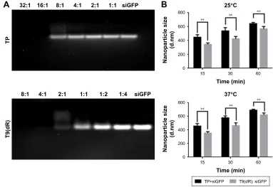 Figure 2 cell viability treated with complex of T9(dr) or TP and tested by MTT assay. (A) T9(dr) and (B) TP.Abbreviation: TP, transportan.