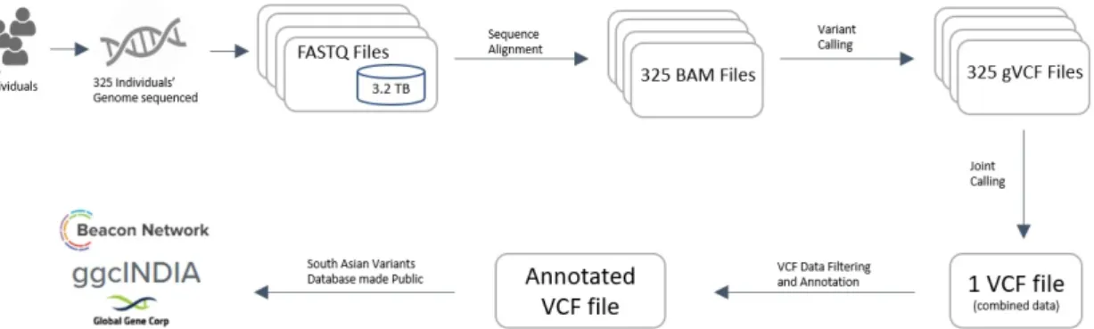 Figure 1. Genome Sequence Analysis of 325 individuals DNA sequences. From raw data genome files to making the Variants of South Asian populations public on Beacon Network search engine