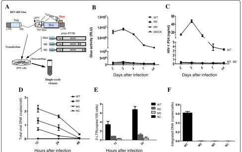 Fig. 6 HIV-1 carrying IN SIM mutants are replication defective at the early stages of viral replication, including reverse transcription, nuclear importDNA levels (replication that was affected, real-time quantitative PCR analysis was performed to detect t