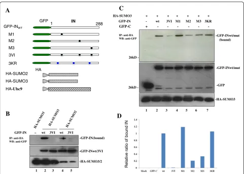 Fig. 2 IN SIMs are required for the IN-SUMO2/3 interaction. a Schematics of various plasmid constructs encoding GFP-INwt/mut, HA-SUMO2, HA-SUMO3 and HA-ubc9