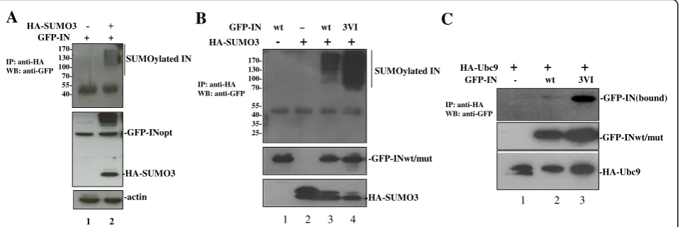 Fig. 3 HIV IN SIM mutants decrease its own SUMOylation and Ubc9 binding.mutant had higher SUMOylation levels than INwt