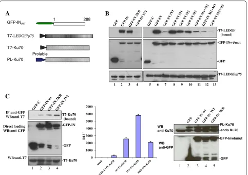 Fig. 4 IN SIMs differentially regulate their interaction with LEDGF/p75 and Ku70.M2, M1 + M3 and M2 + M3) was analyzed by co-IP assay