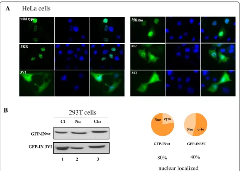 Fig. 5 HIV IN SIMs affect the nuclear localization of IN. The potential effects of IN SIMs on the nuclear localization of IN were evaluated in HeLawas determined by the subcellular fractionation method