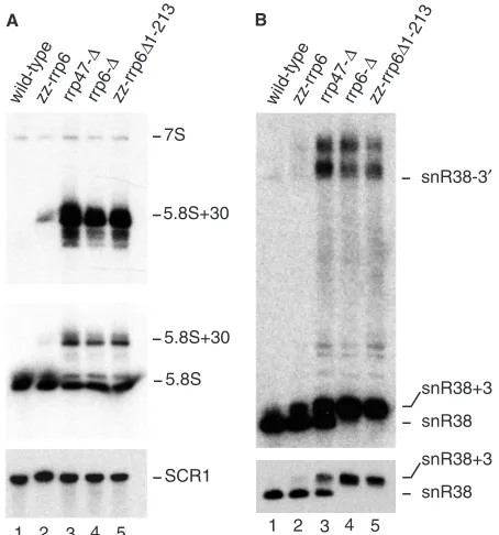 Figure 8. The N-terminal region of Rrp6p is required for 5.8S rRNAspeciﬁc for snR38.and a species with a short 3with a probe (242) complementary to the RNA pol III transcript SCR1,which serves as a loading control