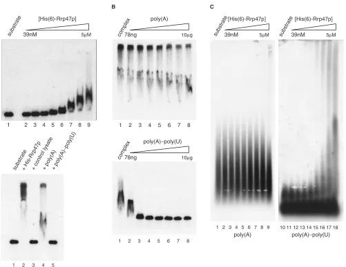 Figure 2. Rrp47p is a nucleic acid-binding protein. (of Rrp47p over the indicated range