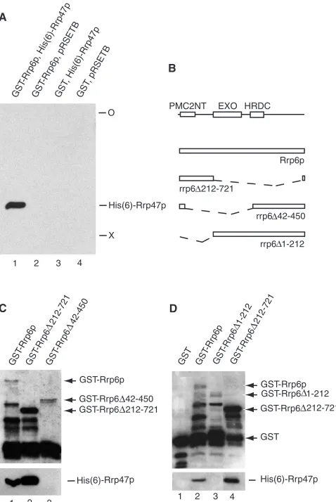 Figure 3. Rrp47p binds directly to the N-terminal region of Rrp6p.pull-down assays performed using diﬀerent Rrp6p constructs, as in A.Upper panels show western blots of eluates using an anti-GSTantibody; lower panels show corresponding results with an anti