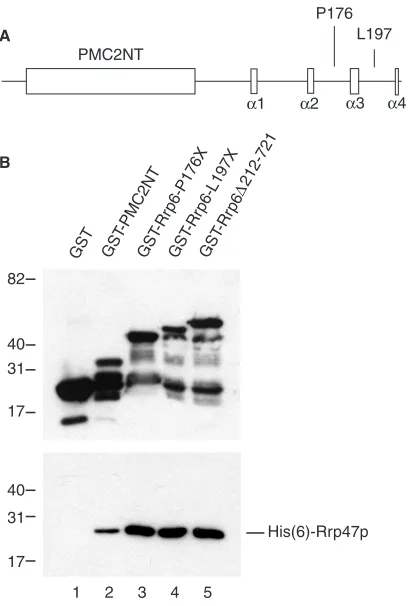 Figure 5. Rrp47p interacts with nucleic acid when bound to Rrp6p.fragment. The non-bound material was removed and bound tRNA orDNAradiation