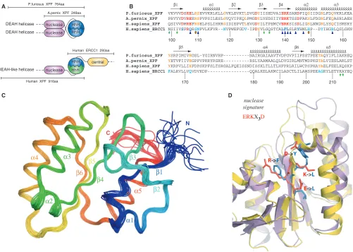 Figure 1. (sequence alignment of the nuclease XPF domains from archaea to human and the corresponding central domain of human ERCC1