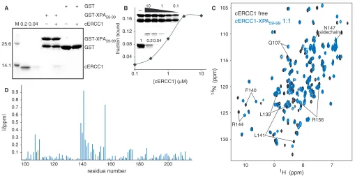 Figure 2. ERCC1–XPA interactions. (shows respectively 100, 20 and 4% of cERCC1 added to the assay