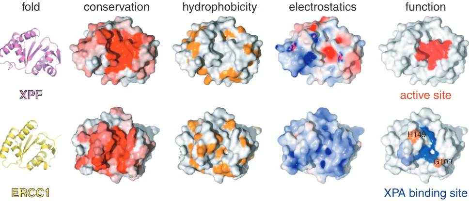 Figure 3. Common fold, diﬀerent properties and distinct functions for XPF and ERCC1. Sequence conservation either for XPF or ERCC1 proteinsis colored from white (non-conserved) to red (highly conserved)