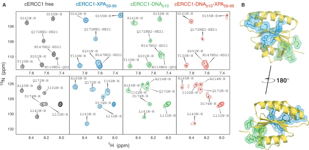 Figure 5. Dual function of cERCC1. (DNA (1:1) separately, and the ternary complex (1:1:1)