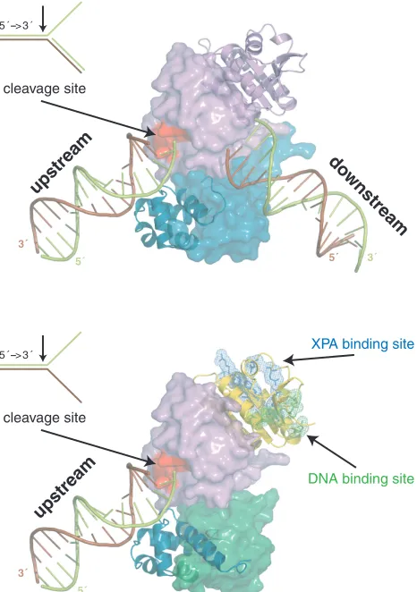 Figure 6. Models for the function of the archaeal homodimeric XPF(top) and human ERCC1/XPF heterodimer (bottom) constructed fromthe structure of the XPF homodimer bound to dsDNA (2bgw), the freestructure of ERCC1/XPF C-terminal interacting domains (1z00) a