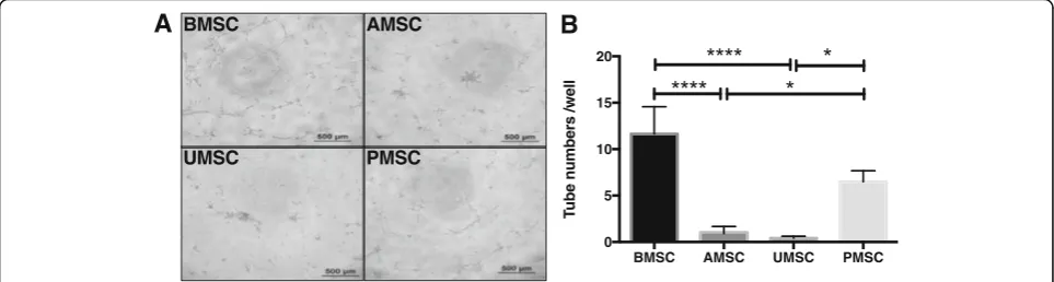 Fig. 2 MSCs derived from different tissue sources display distinct tube formation capacities on Matrigel in vitro