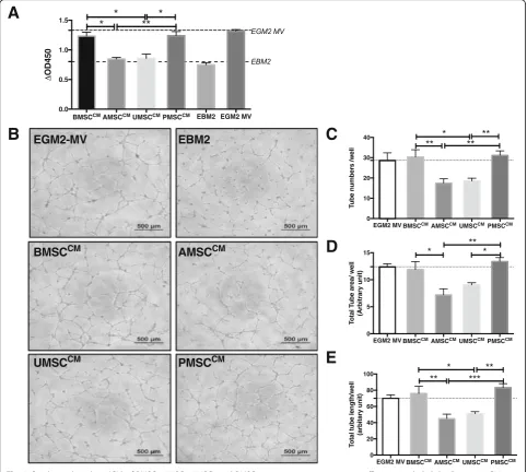 Fig. 3 Conditioned medium (CM) of BMSCs, AMSCs, UMSCs, and PMSCs exerts various proangiogenic effects on endothelial cells in vitro