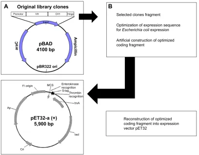 Figure S1 Plasmid preparation for hScFv from the 204-clone hScFv library.Notes: Part of the phylogenetic tree of hscF clones in our library (A)