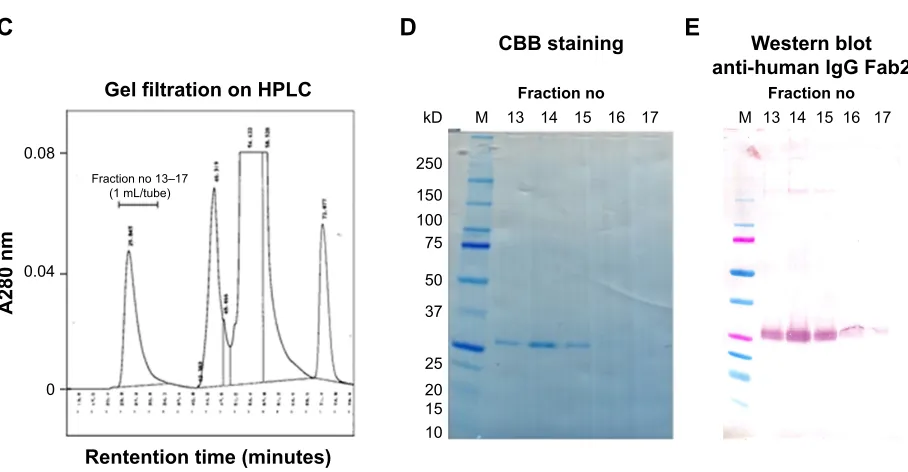Figure S3 Blood cell counts.Notes: Counts of WBC, LYM, MON, and GRA in peripheral blood are compared among healthy control C57BL/6, solvent, hIgG-treated, and aVAP2-treated mice in panels (A and B).Abbreviations: aVAP2, anti-VAP2 polyclonal antibodies; GRA, granulocytes; LYM, lymphocytes; MON, monocytes; WBC, white blood cells.