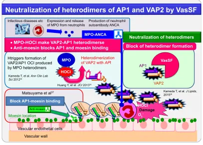 Figure 6 schematic diagram for effective treatment with VassF.34,36,37,39Abbreviations: VasSF, vasculitis-associated ScFv; VAP2, vasculitis associated apolipoprotein A2; AP1, apolipoprotein A1.
