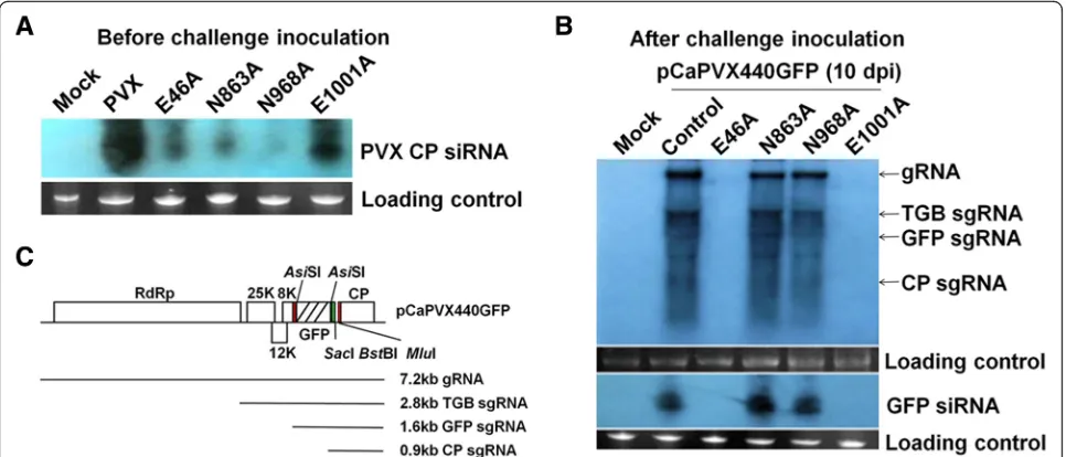 Fig. 5 Accumulation of viral RNA and siRNA inpCaPVX440GFP in the same plants. The protective interval was 10 days